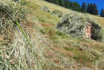 Gruppe-Edelweiss_29.6.23-8